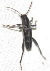 Xylotrechus sagittatus