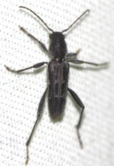Xylotrechus sagittatus