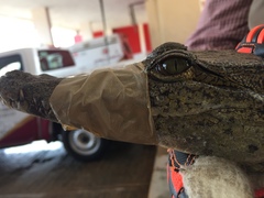 Crocodylus moreletii