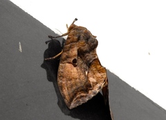 Eudocima serpentifera