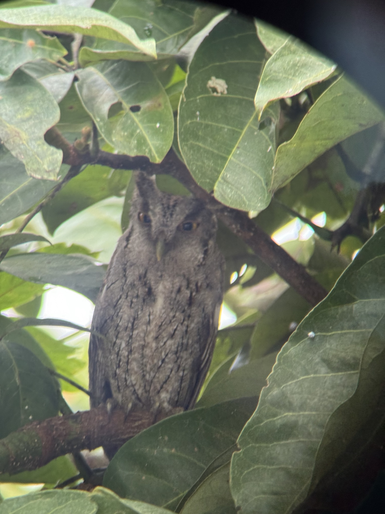 Pacific Screech Owl (Megascops cooperi), photo 4