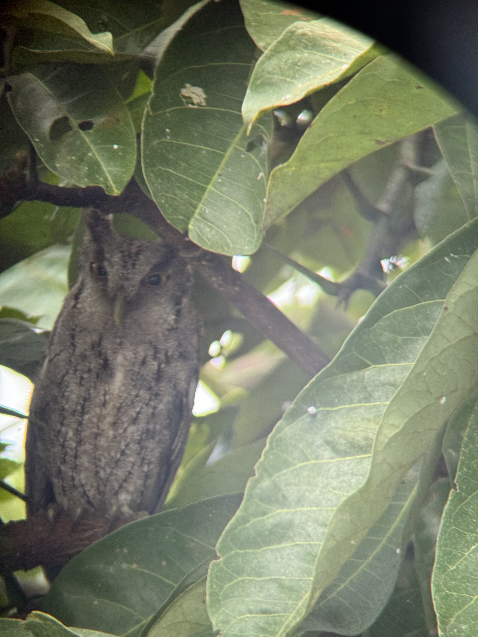 Pacific Screech Owl (Megascops cooperi), photo 7