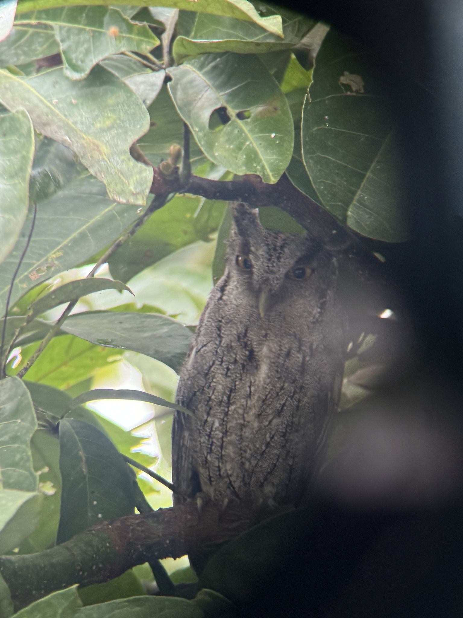 Pacific Screech Owl (Megascops cooperi), photo 3