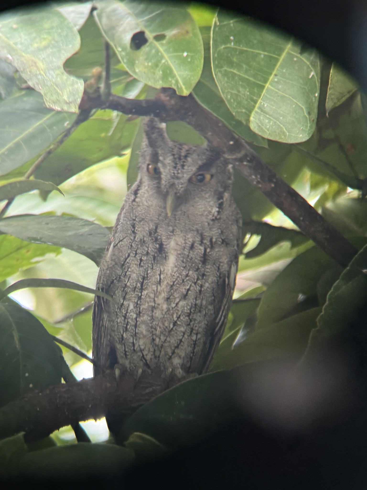 Pacific Screech Owl (Megascops cooperi), photo 8