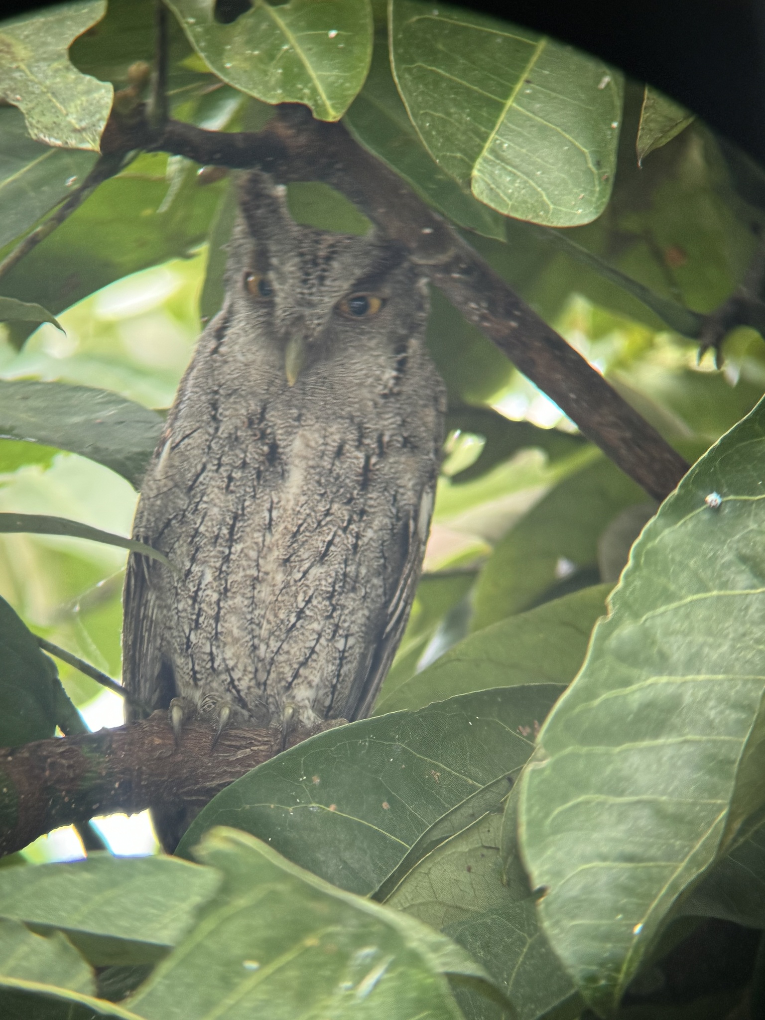 Pacific Screech Owl (Megascops cooperi), photo 9