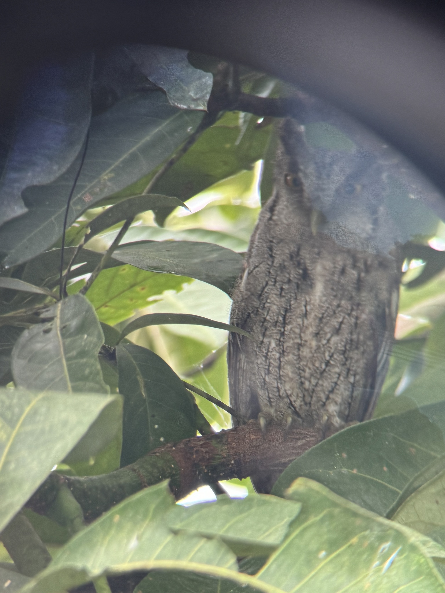 Pacific Screech Owl (Megascops cooperi), photo 10