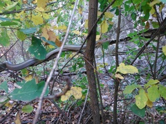 Pantherophis bairdi