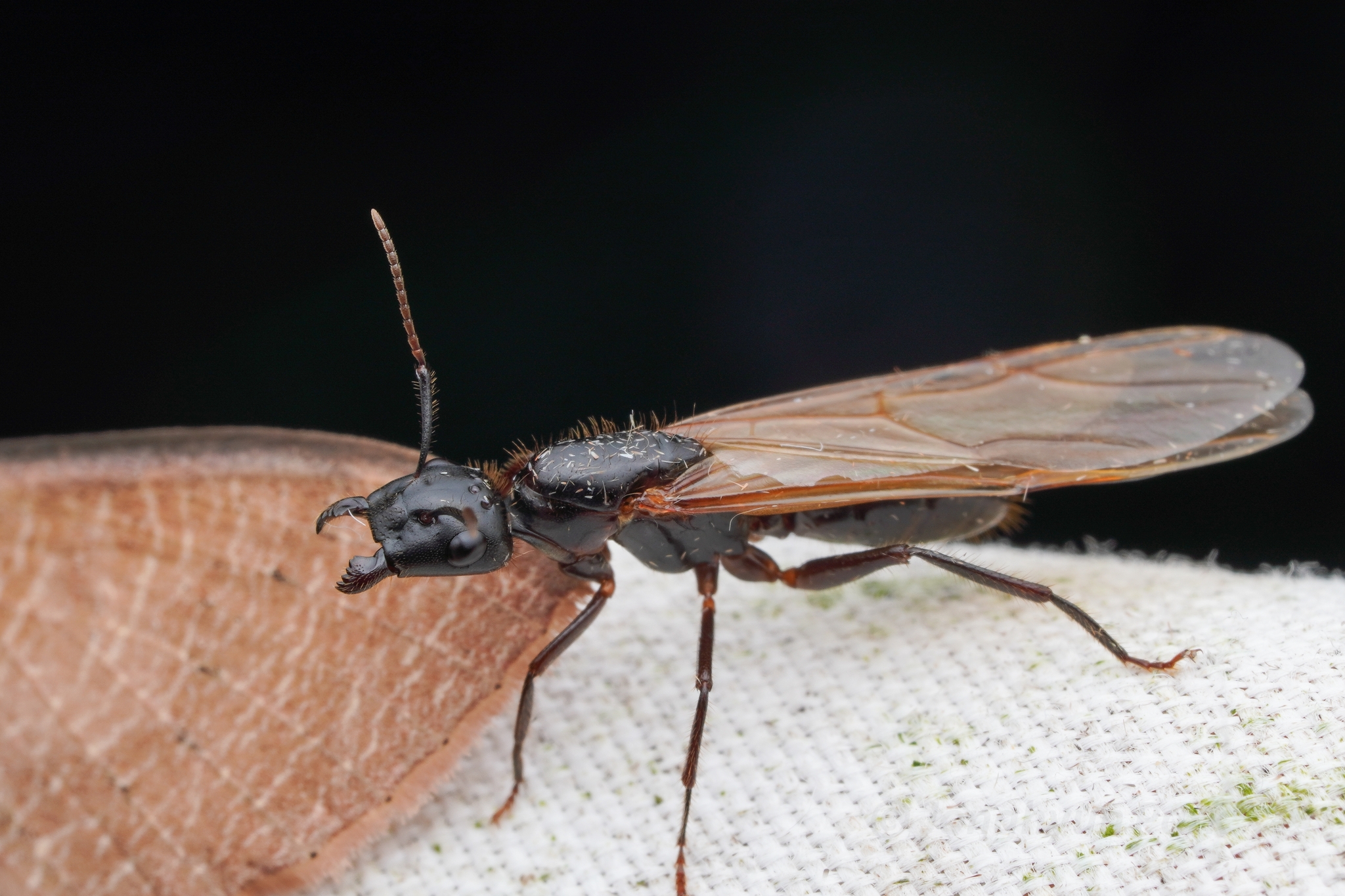 Camponotus pressipes