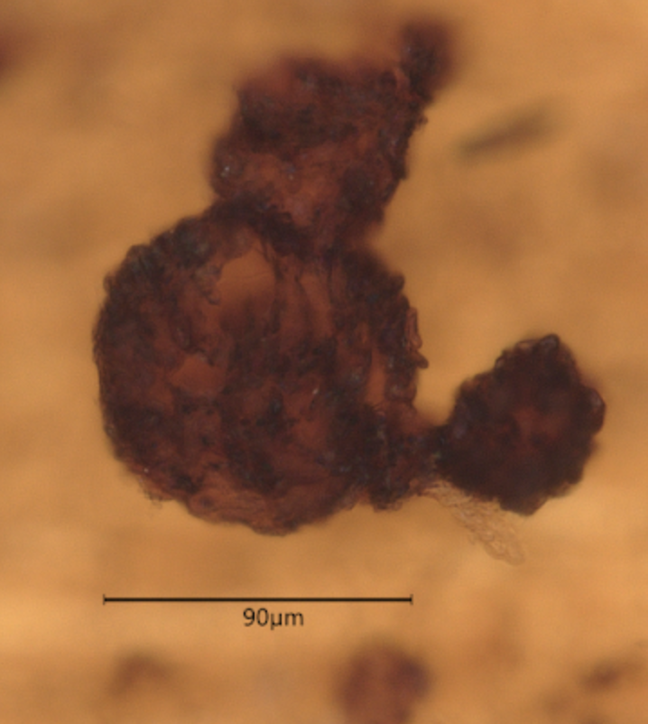 Potridiscus