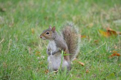 Sciurus carolinensis