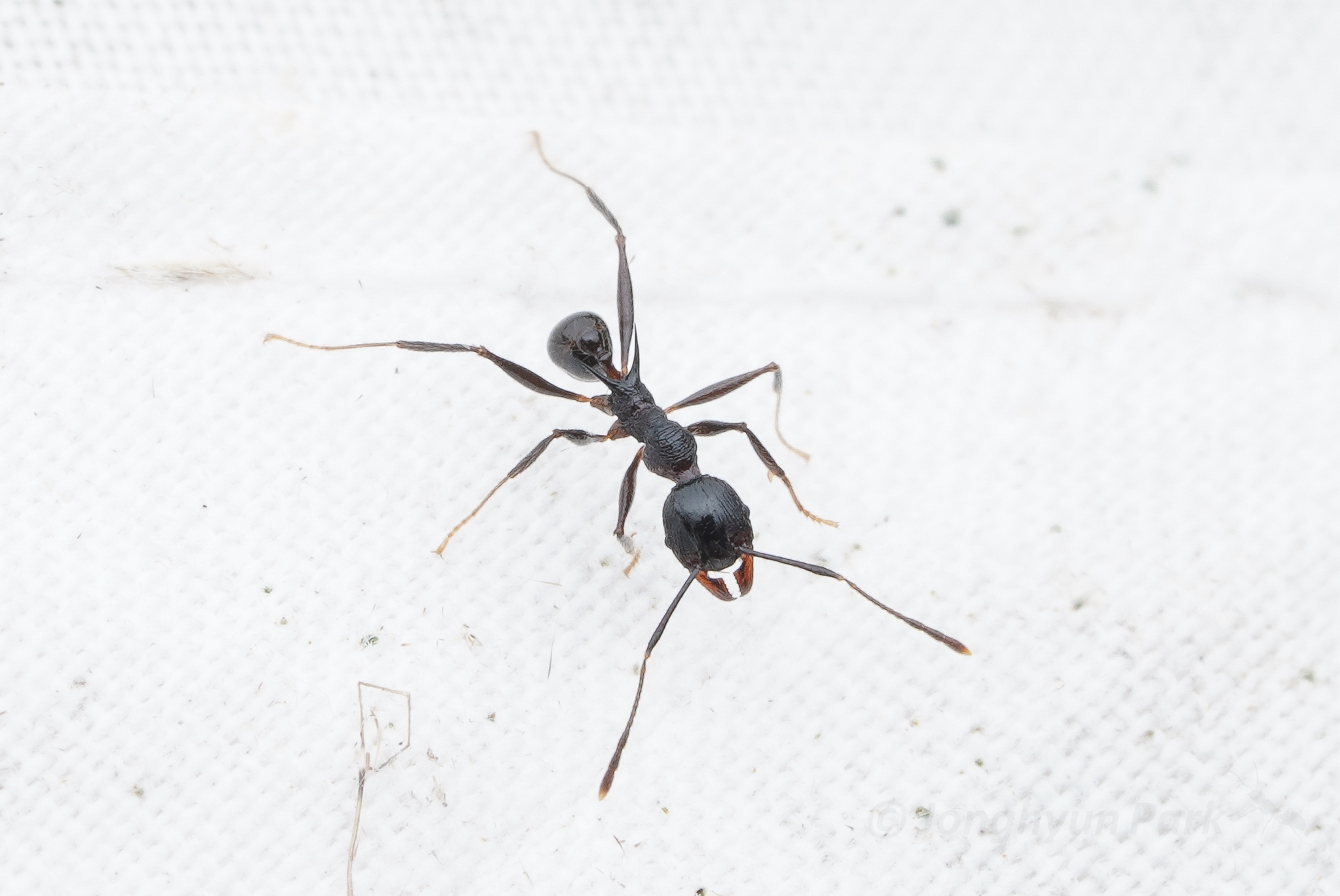 Pheidole modiglianii