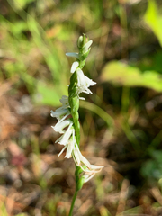 Spiranthes lacera lacera