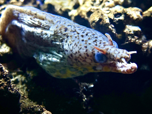 トラウツボの写真