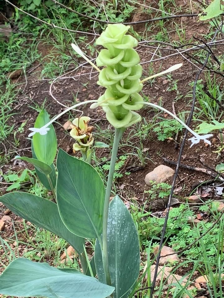 Curcuma glauca