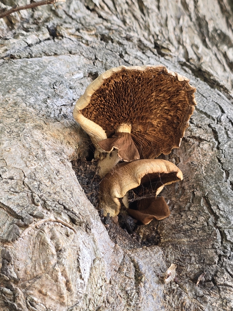 Cyclocybe parasitica · February 2025 · photo: © xmahliax (iNaturalist, cc-by-nc)