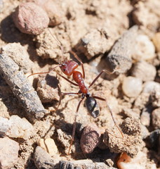Iridomyrmex purpureus