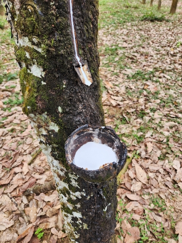 Foto de Seringueira