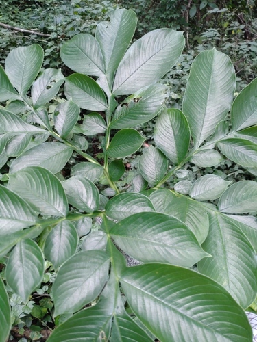 Amorphophallus paeoniifolius