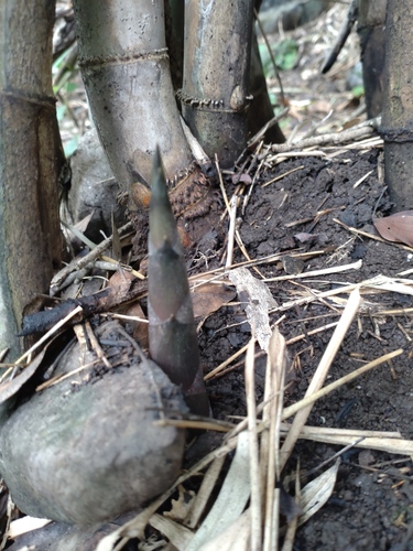 Dendrocalamus latiflorus iNat (2)