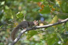 Sciurus carolinensis