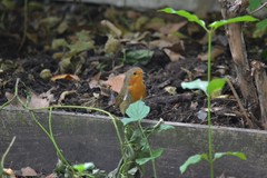 Erithacus rubecula