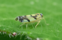 Eupteryx atropunctata