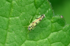 Eupteryx atropunctata