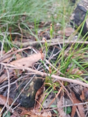 Pterostylis parviflora