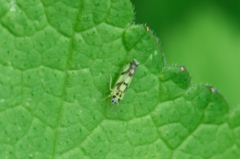 Eupteryx atropunctata