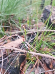 Pterostylis parviflora