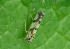 Eupteryx atropunctata