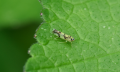 Eupteryx atropunctata