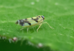 Eupteryx atropunctata