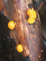 Favolaschia calocera