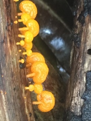 Favolaschia calocera
