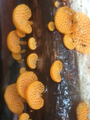 Favolaschia calocera