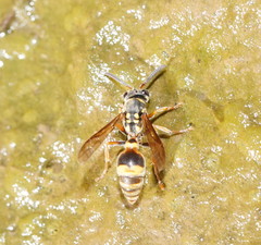 Ropalidia socialistica