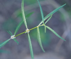 Alternanthera denticulata