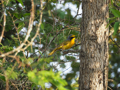 Telophorus sulfureopectus