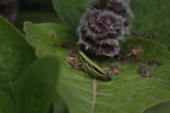 Spathosternum prasiniferum