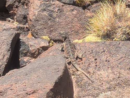 Liolaemus scrocchii