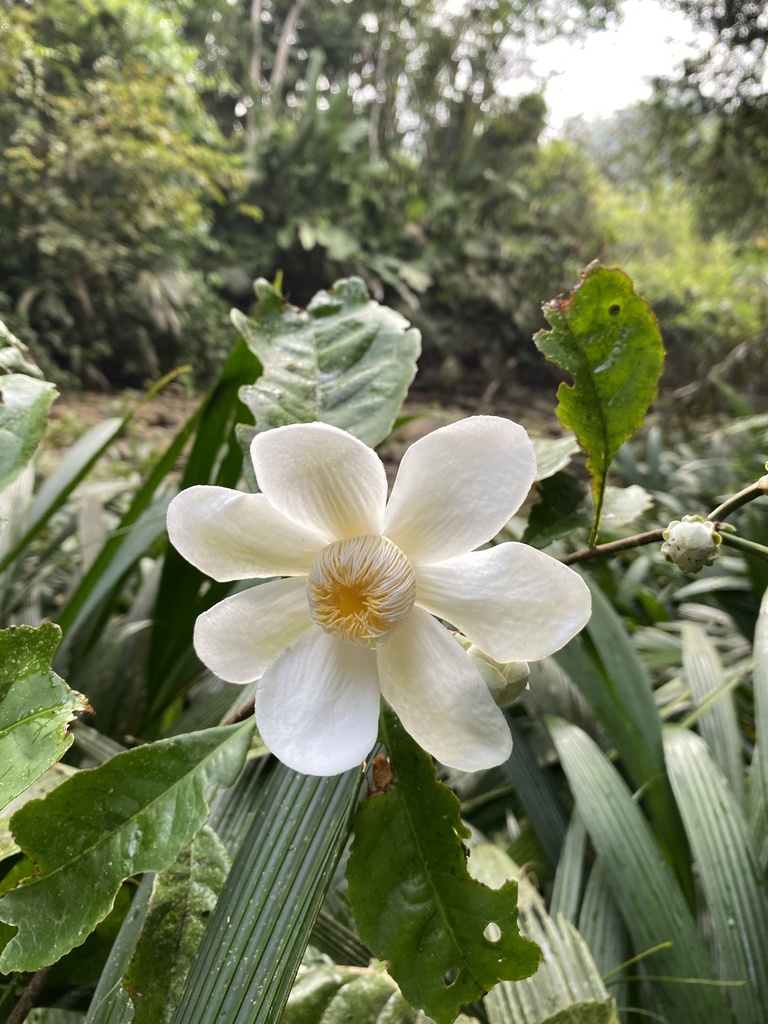 Gustavia longifuniculata