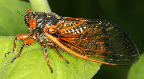 Widehead Cicadas (Tribe Lamotialnini) · iNaturalist