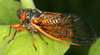 Widehead Cicadas - Photo (c) 104860852614073572279, some rights reserved (CC BY-NC-SA), uploaded by 104860852614073572279