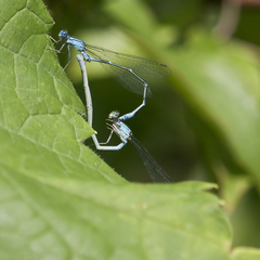 Enallagma traviatum traviatum