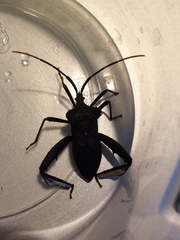 Acanthocephala declivis