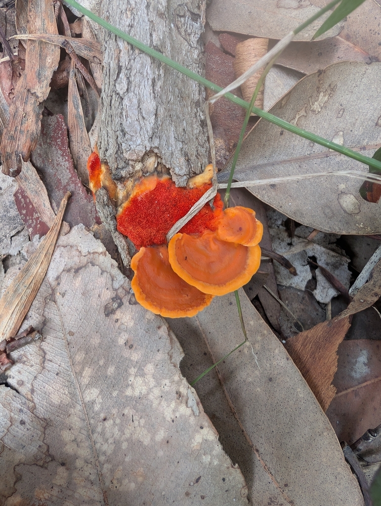 Trametes coccinea · February 2025 · photo: © teacay (iNaturalist, cc-by-nc)