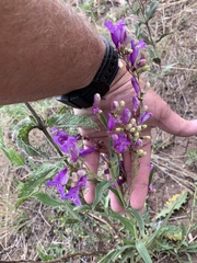 Penstemon neomexicanus