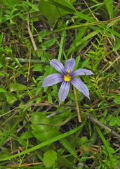 Sisyrinchium idahoense