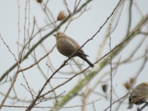 Brown-headed Cowbird photographed in North Carolina